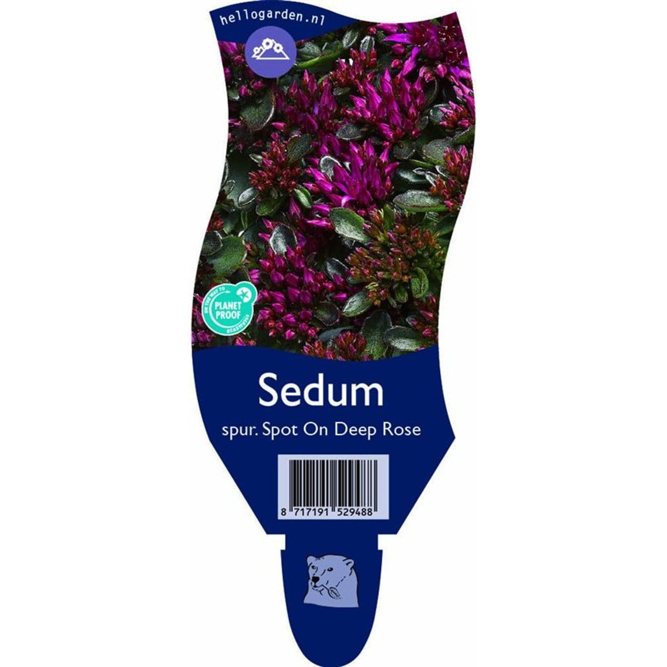 Fetknopp – Sedum kamtschaticum - P11